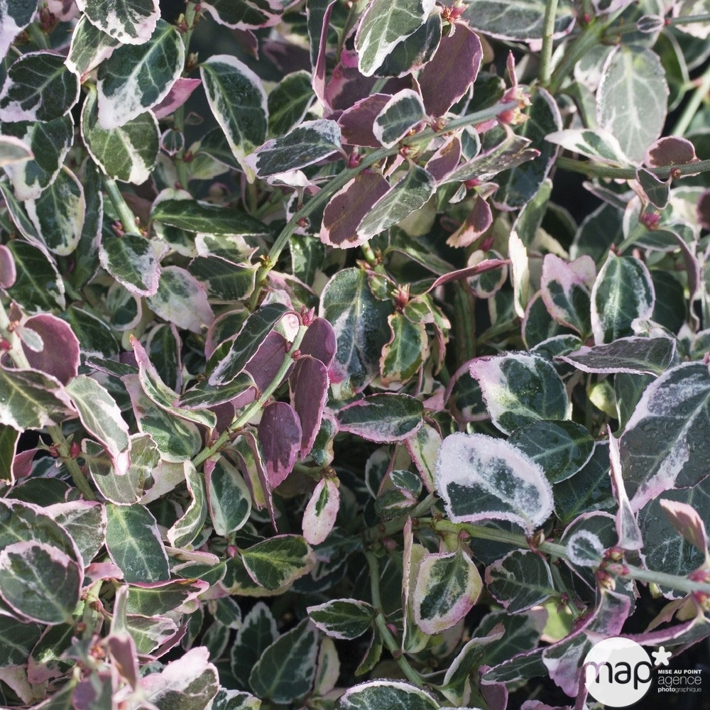 Euonymus 'Emerald Gaiety' pot 3L