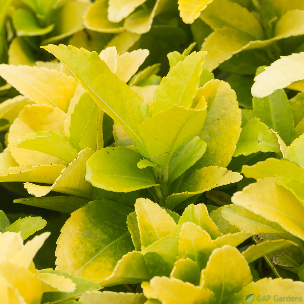 Euonymus 'El-Dorado®' pot 3L