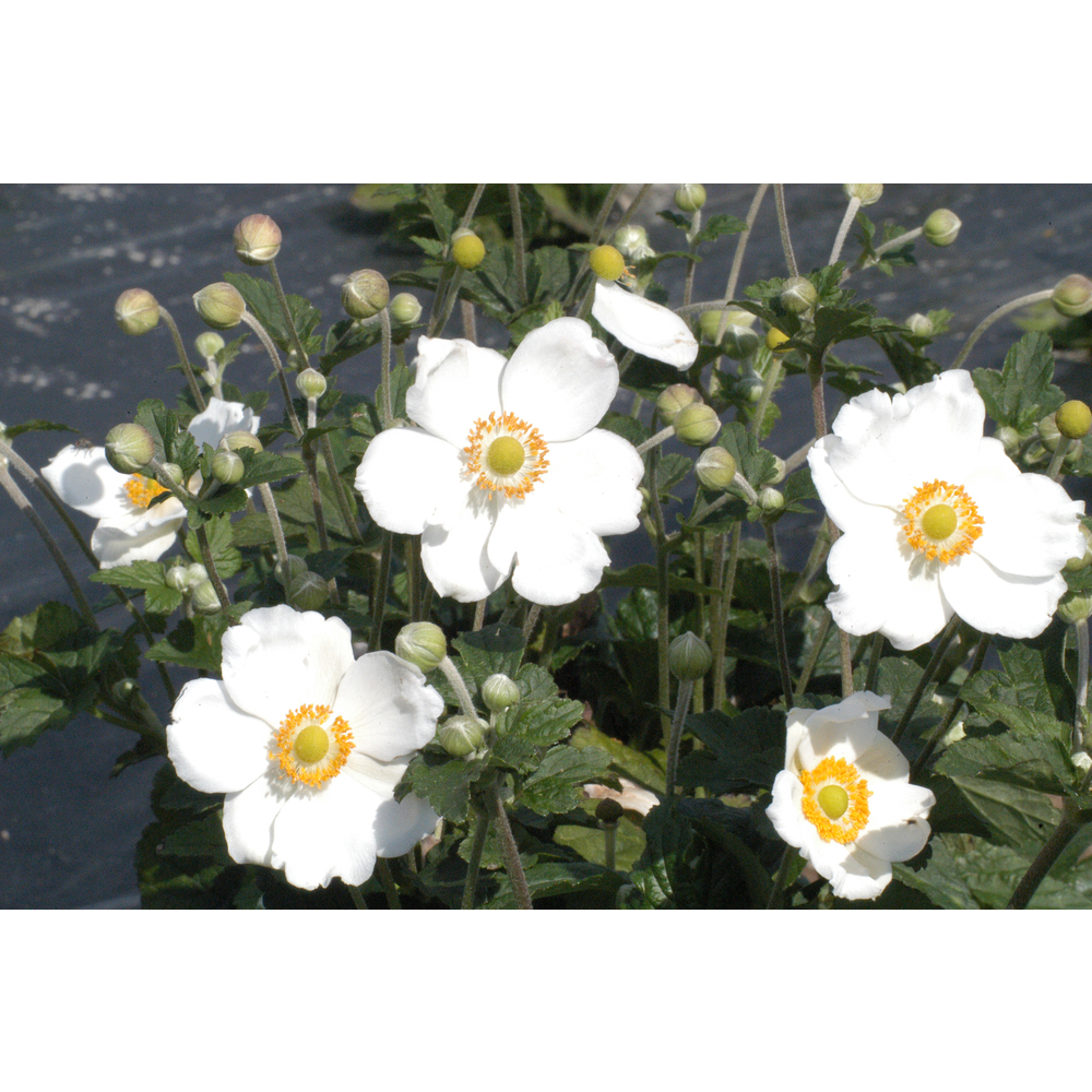 Anemone 'Honorine jobert' : pot 2L
