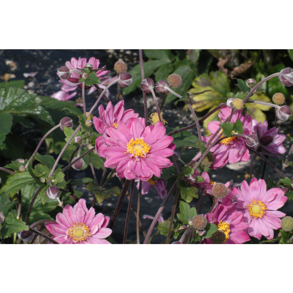 Anemone 'Pamina' : pot 2L