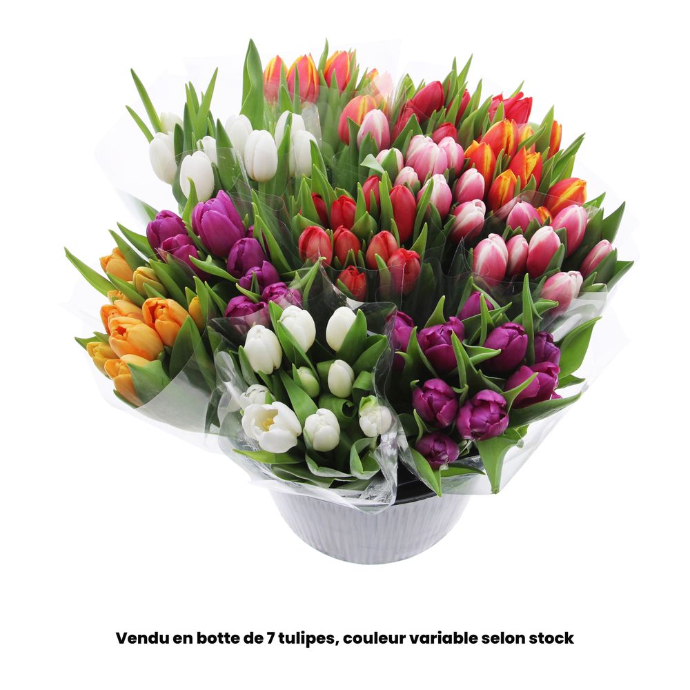 BOTTE 7 TULIPES VARIES H40-(1022846)