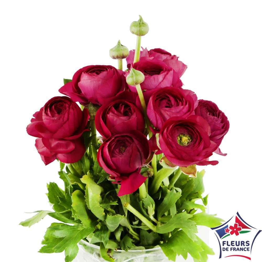 Botte 10 Renoncules Élégance ''Fleurs de France'' coloris variables