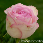Botte 5 roses Esperance H.50 cm