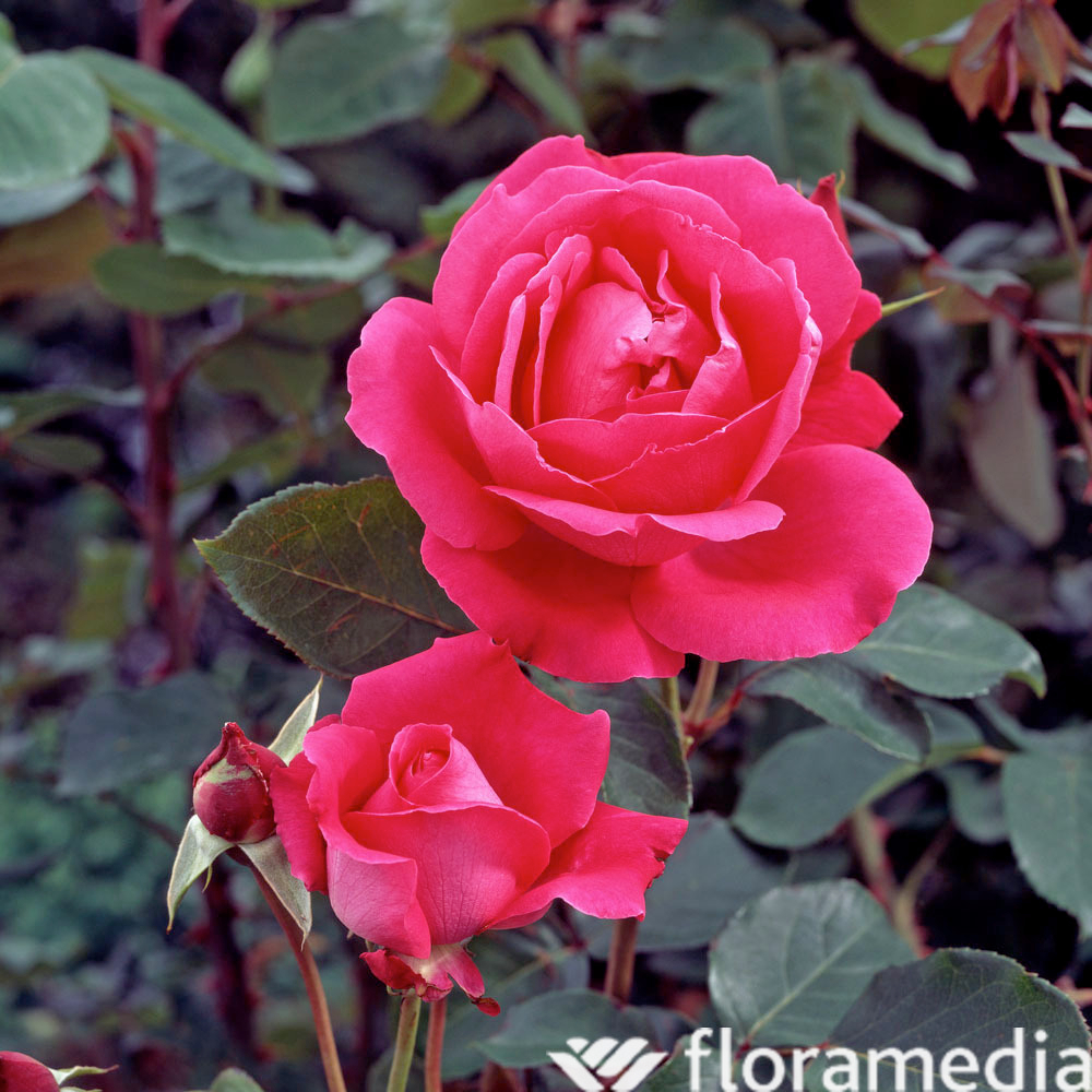 Botte 5 roses Pink Floyd H.50 cm