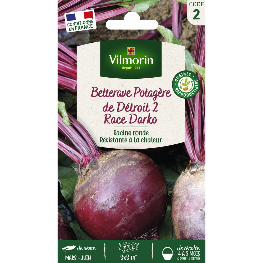 Graines de Betterave de Détroit 2 race Darko