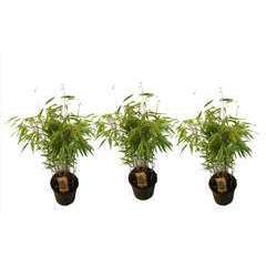 Bambous verts persistants pot ⌀12cm - H.25-40 cm - Lot de 3