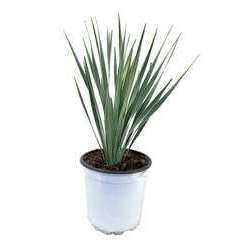 Yucca rostrata pot ⌀17cm - H. 35-45 cm