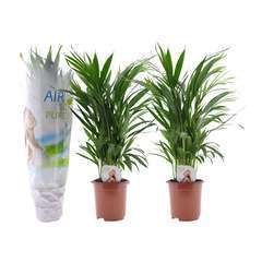 Palmiers Areca d'intérieur - pot ⌀17 cm - H.60-70 cm - Lot de 2