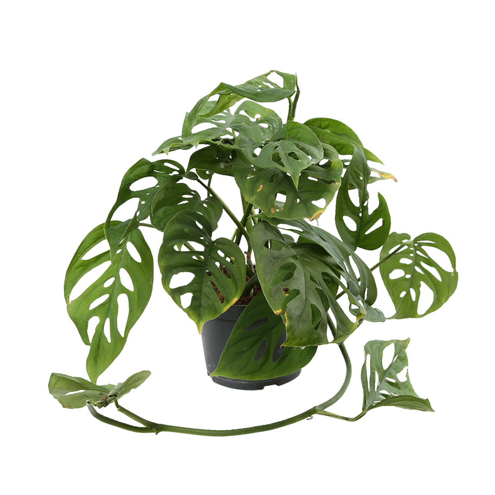 Philodendron Monstera 'Andersonii'