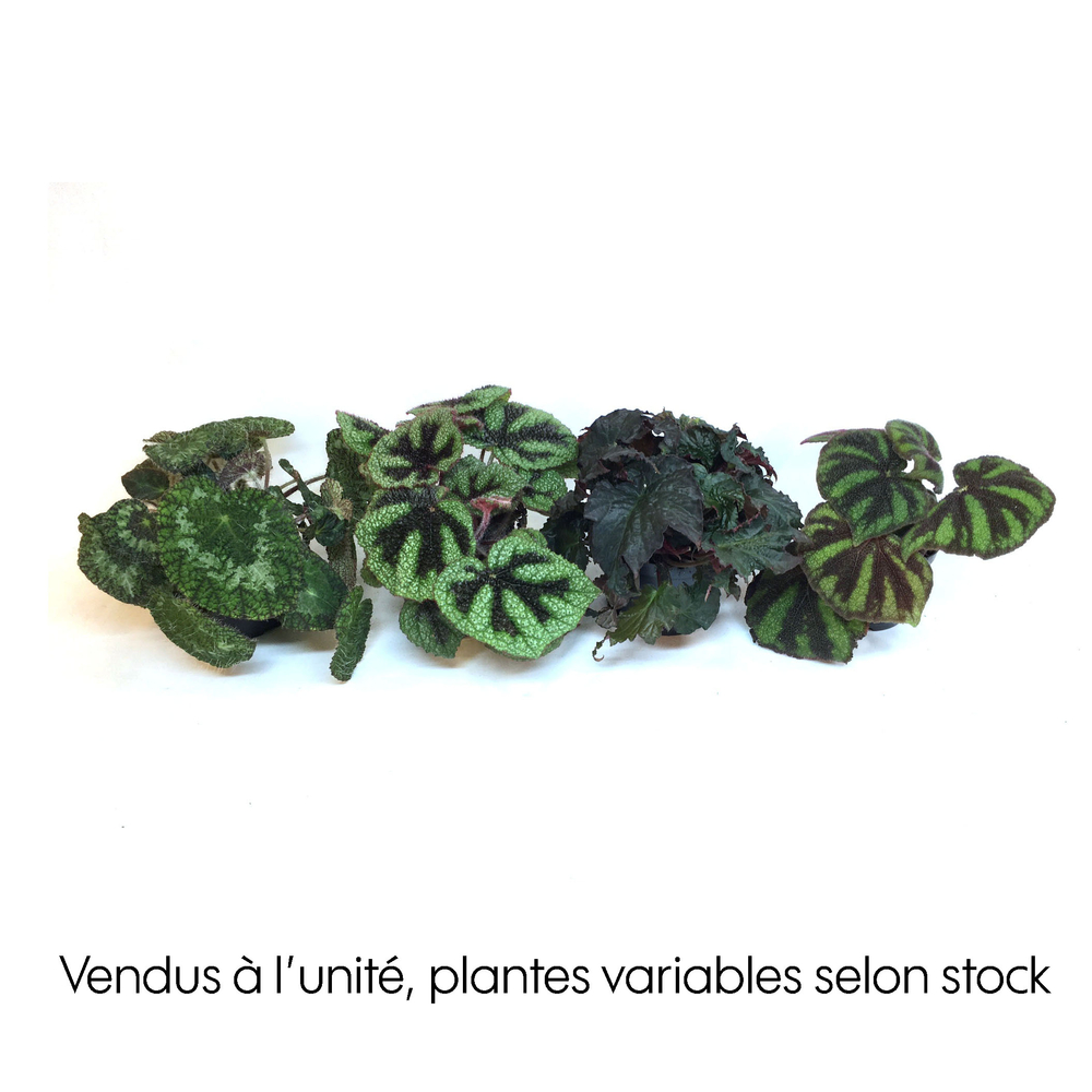 Begonia feuillage mix:pot D12,5 cm