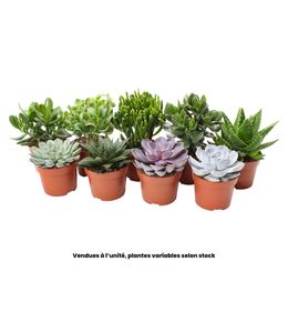 Echeveria mix, variétés variables : pot D.12cm