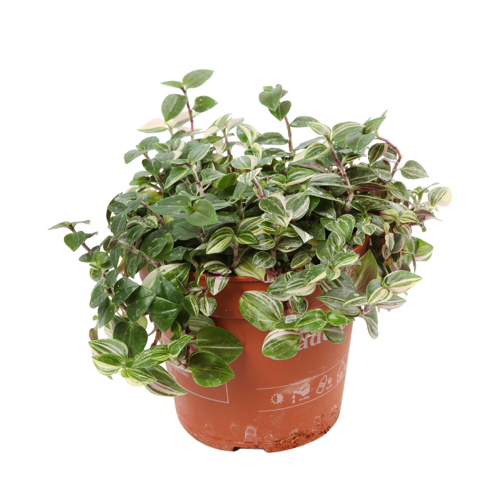 Tradescantia mix pot D 12 cm 