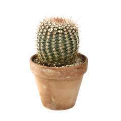 Cactus et succulente mix : pot D.9cm - H.13cm