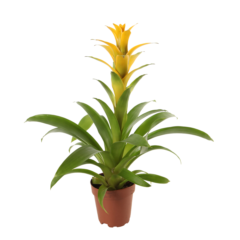 BROMELIA MIX D12 H40-(1024304)
