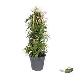 Jasminum polyanthum tuteuré:H 40 cm pot D12 cm
