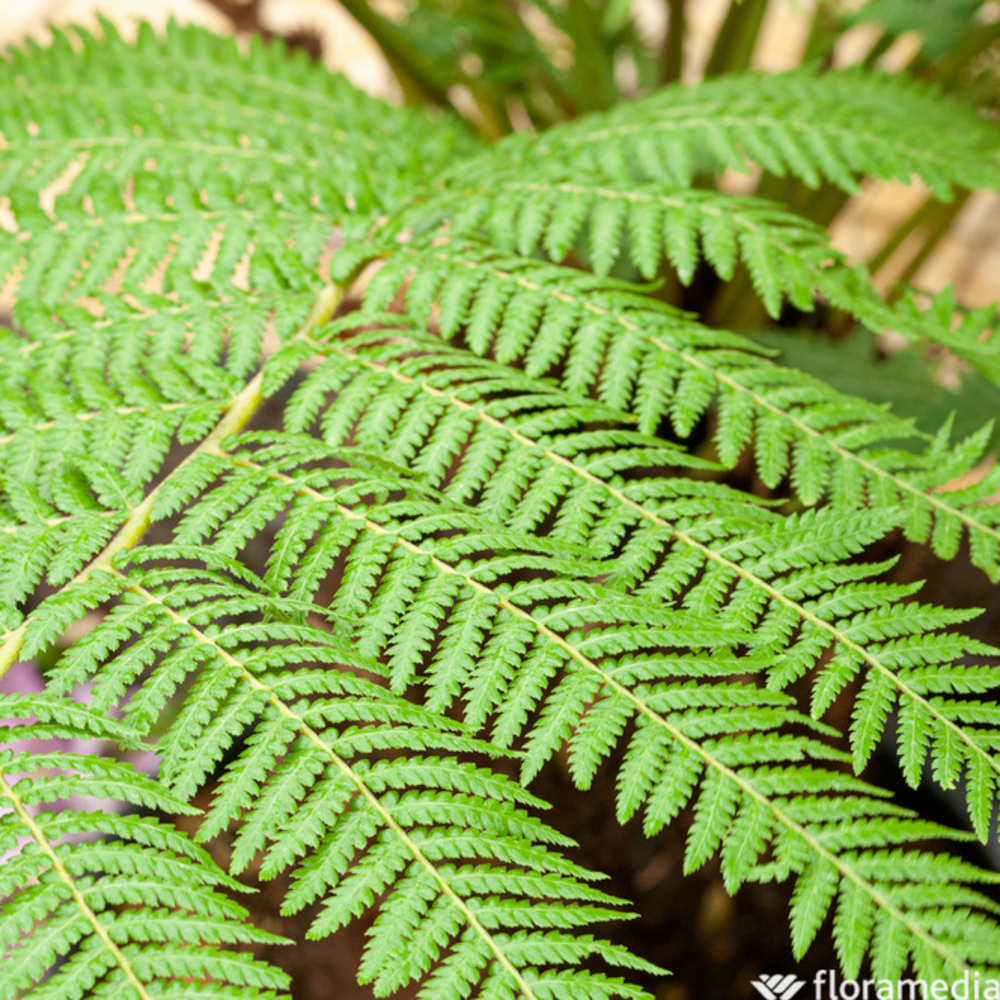 Dicksonia Antarctica, pot 10L