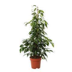 Ficus en variétés:H 90 cm pot D19 cm