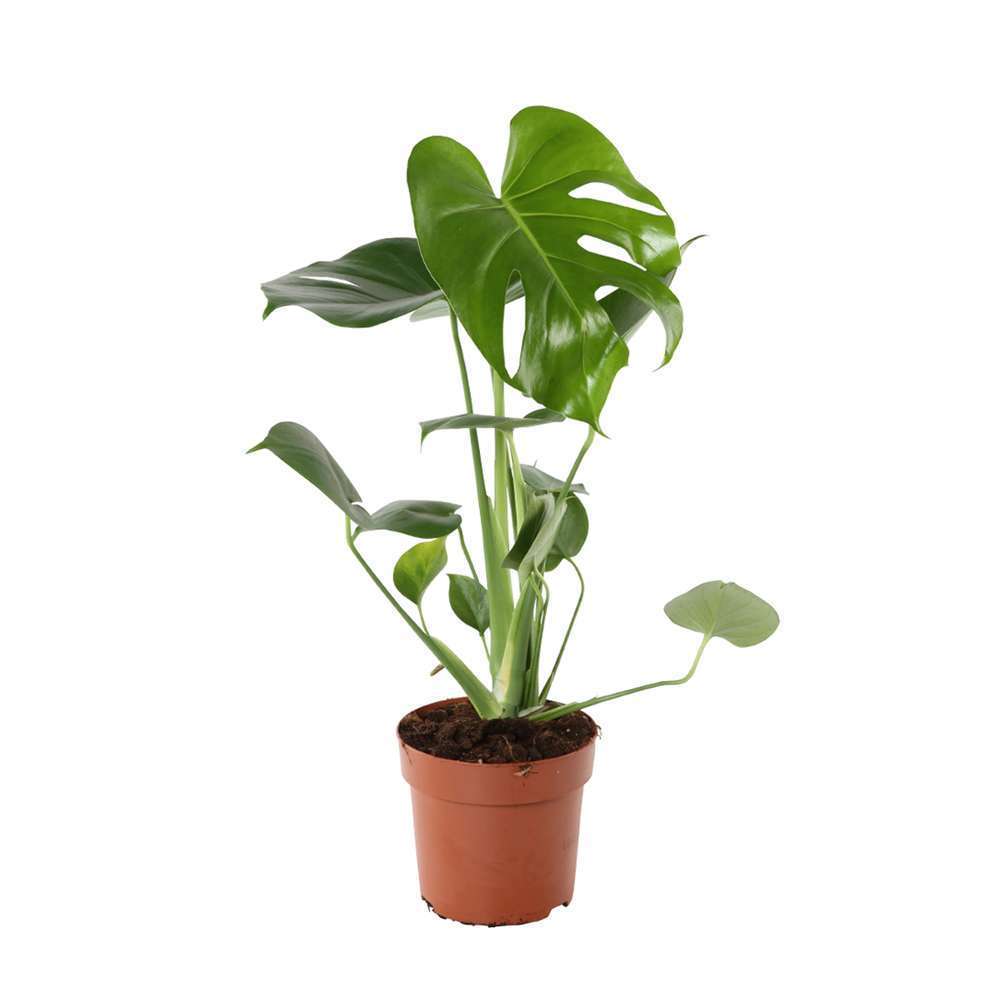 MONSTERA DELICIOSA D14 H45/50-(1024371)
