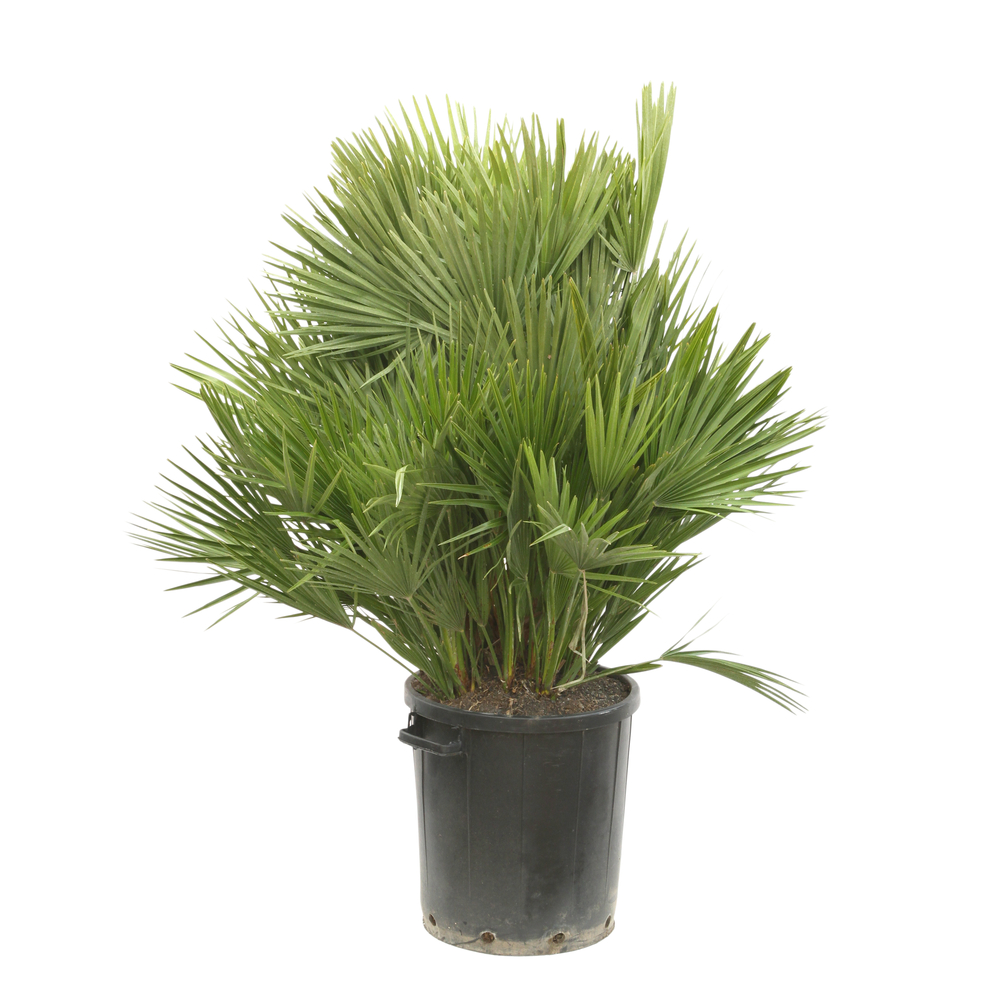 Chamaerops humilis:pot 50 L