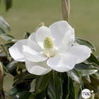 Magnolia grandiflora 'Little Gem' pot de 5L