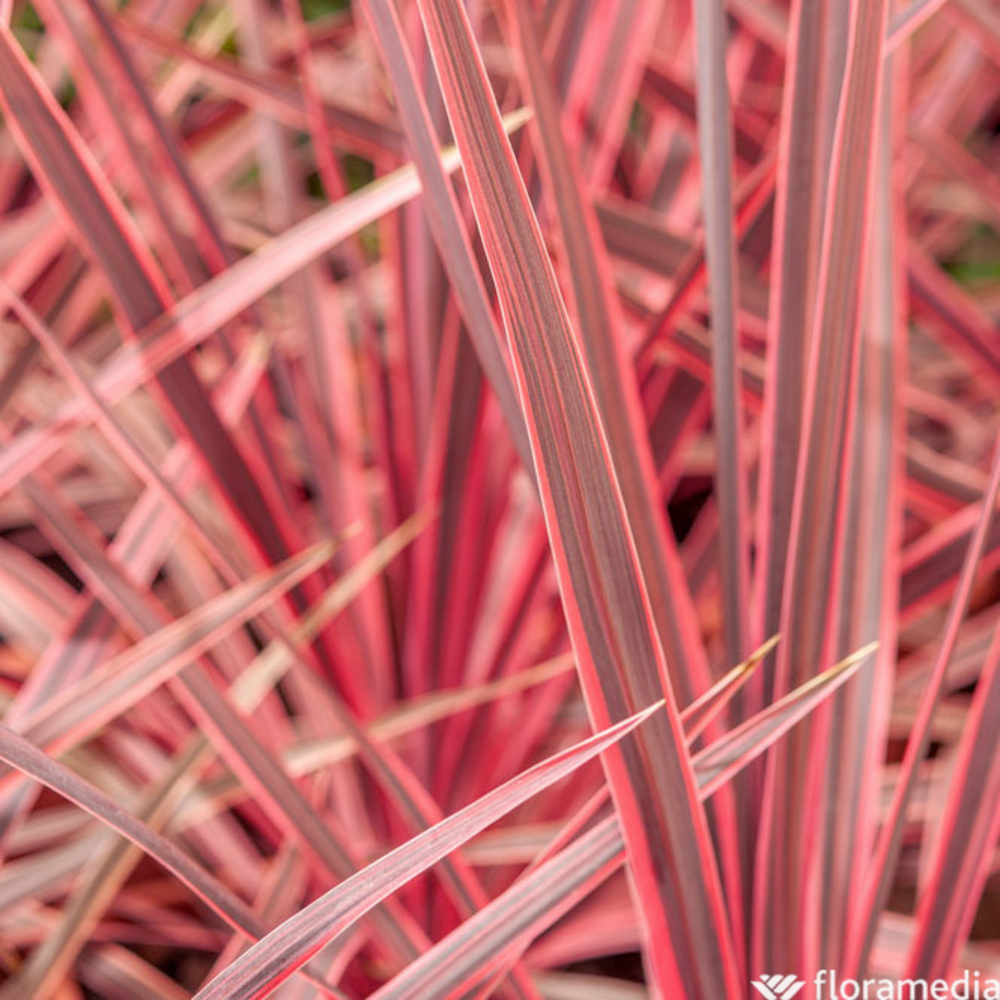 Cordyline australis 'Charlie Boy' : pot 7 L
