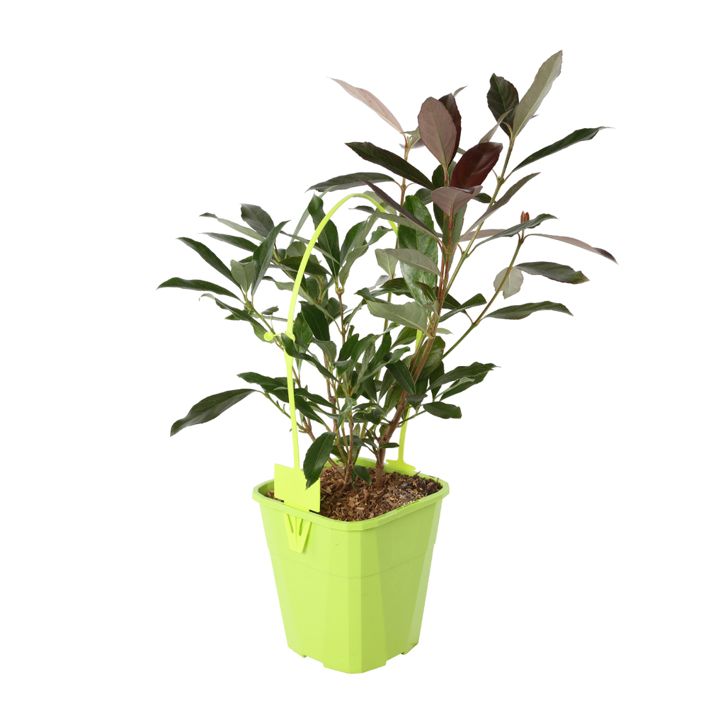 VIBURNUM O. COPPERTOP C 4L-(1024478)