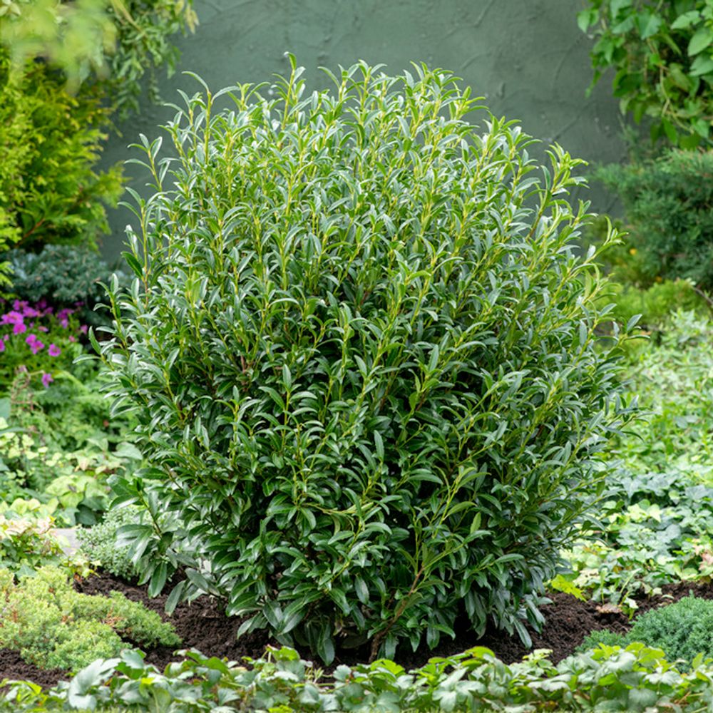Prunus laurocerasus 'Sofia':pot 4.5L
