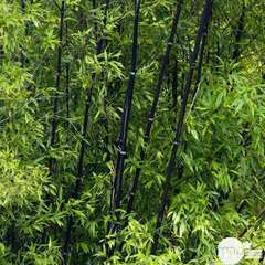 Bambou Phyllostachys nigra pot 10L