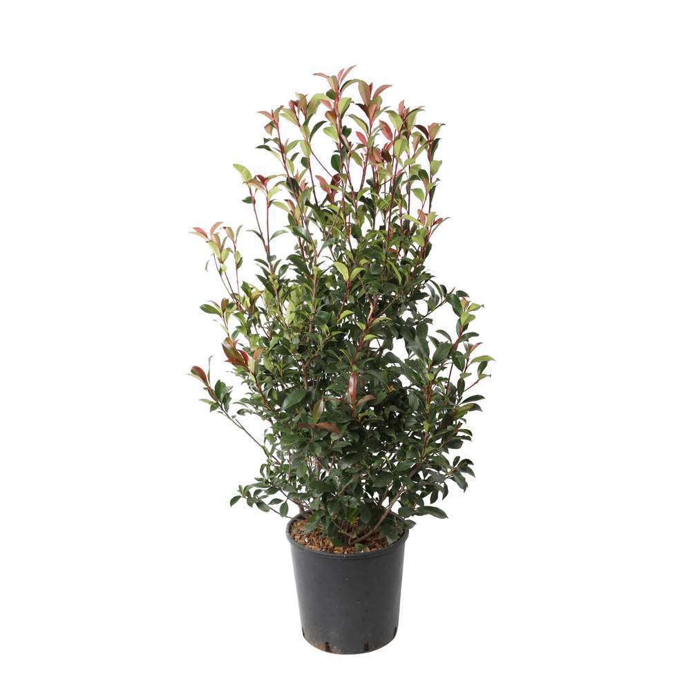 Photinia carré rouge pot 18L