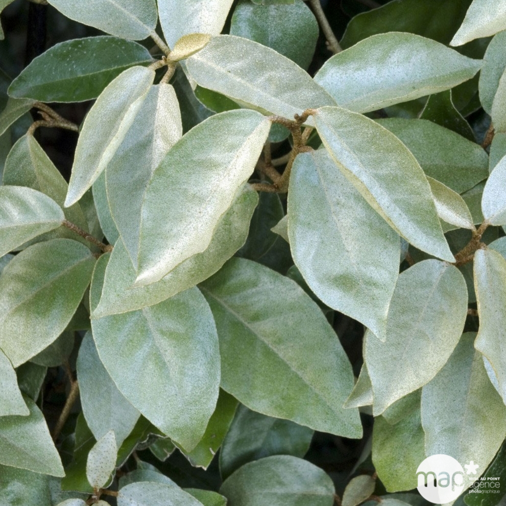 Eleagnus 'Fortunella®' - Pot 3L