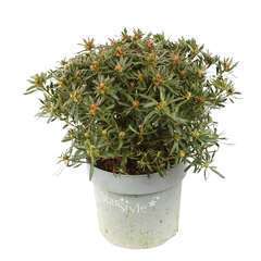 Rhododendron 'Star Style' pot 3L