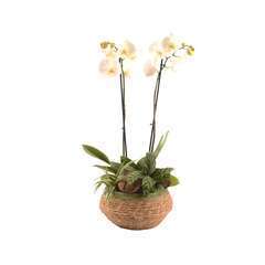 Orchidée phalaenopsis H70cm, en vannerie D27cm