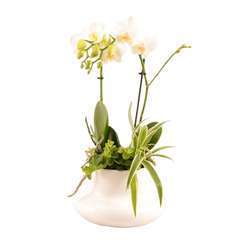 Compo Frioblanco : Orchidée blanche H45cm et plantes vertes pot D18cm 