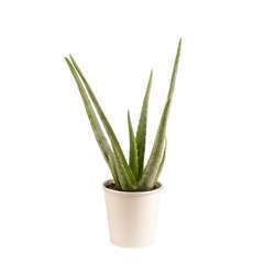 Aloe vera cache-pot zinc D 13 cm 