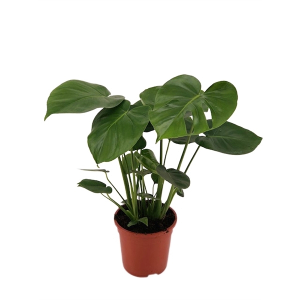 Monstera 'Deliciosa pot D.17 cm - H.65cm