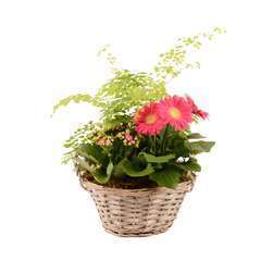 Panier fête des mères : gerbera et plantes - pot D.23 cm/H.35 cm