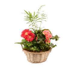 Panier fête des mères : rosier et plantes - pot D.28cm/H.45cm