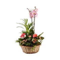 Panier fête des mères : orchidée et plantes de saison D.38cm/H.65cm