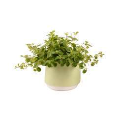Plante verte en cache-pot céramique D.11cm/H.20cm