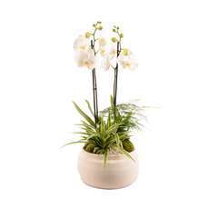 Composition fête des mères : orchidées et plantes d’intérieur   