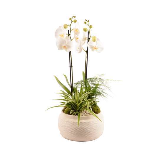 Composition Fete Des Meres Orchidees Et Plantes D Interieur Truffaut Composition Fete Des Meres Orchidees Et Plantes D Interieur Truffaut