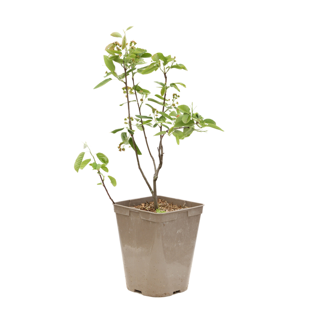 Amelanchier 'Sleyt' pot 3L