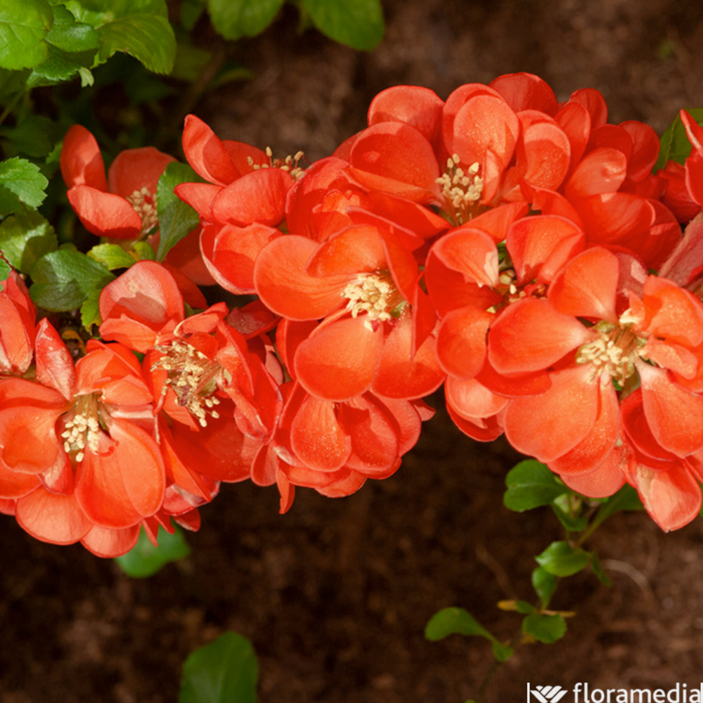 COGNASSIER DU JAPON CIDO C3L-(1024770)