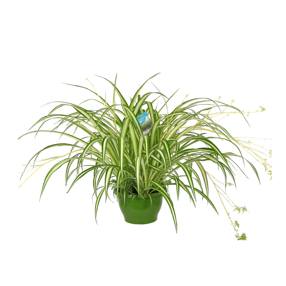 Chlorophytum 'Vittatum':H 60 cm pot D21 cm