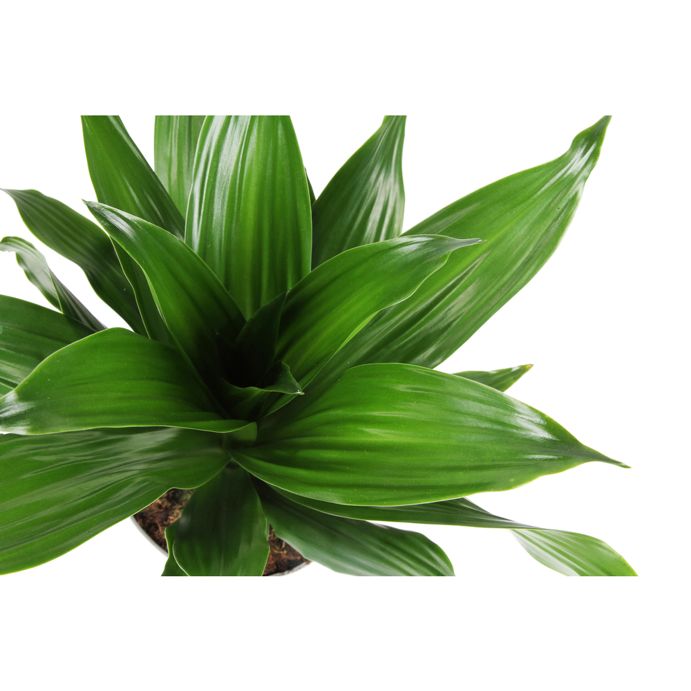 Dracaena fragrans mix:H 45 cm pot D17 cm