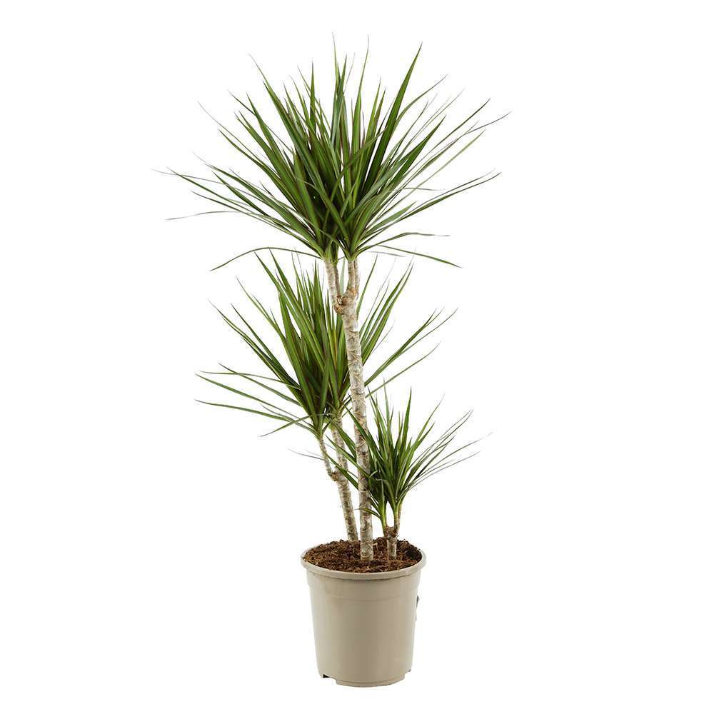 Dracaena marginata : 3 pieds H 120 cm pot D24 cm
