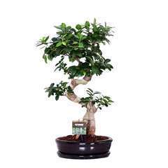Ficus 'Ginseng':H 65 cm pot ceramique  D30 cm
