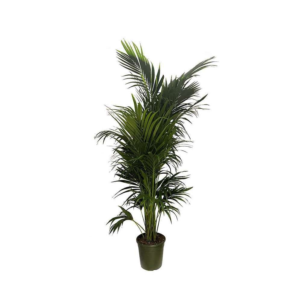 Kentia:H 240 cm pot D30 cm