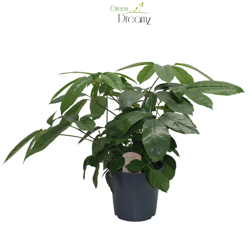 Schefflera actinophylla:H 80 cm pot D21 cm