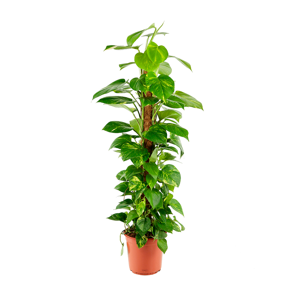 Scindapsus aureum:H 120 cm pot D24 cm